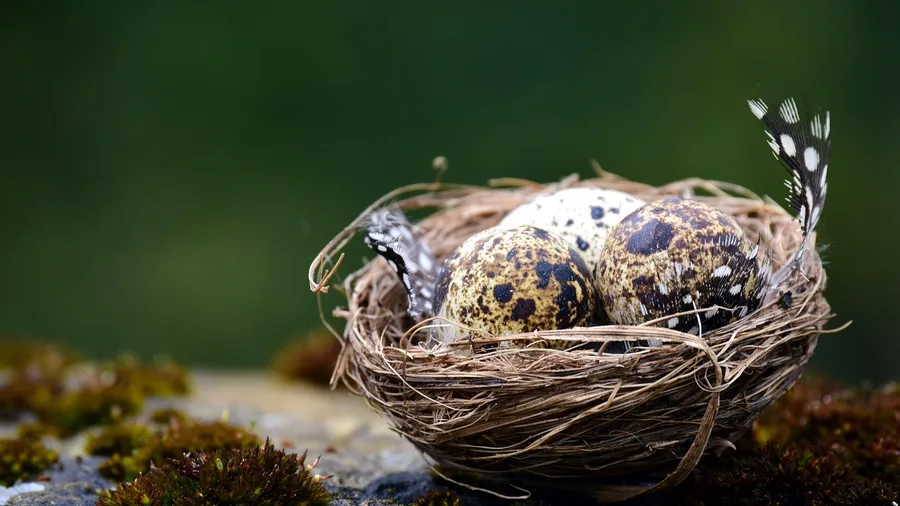 Calculate Your Target Nest Egg for Retirement Day
